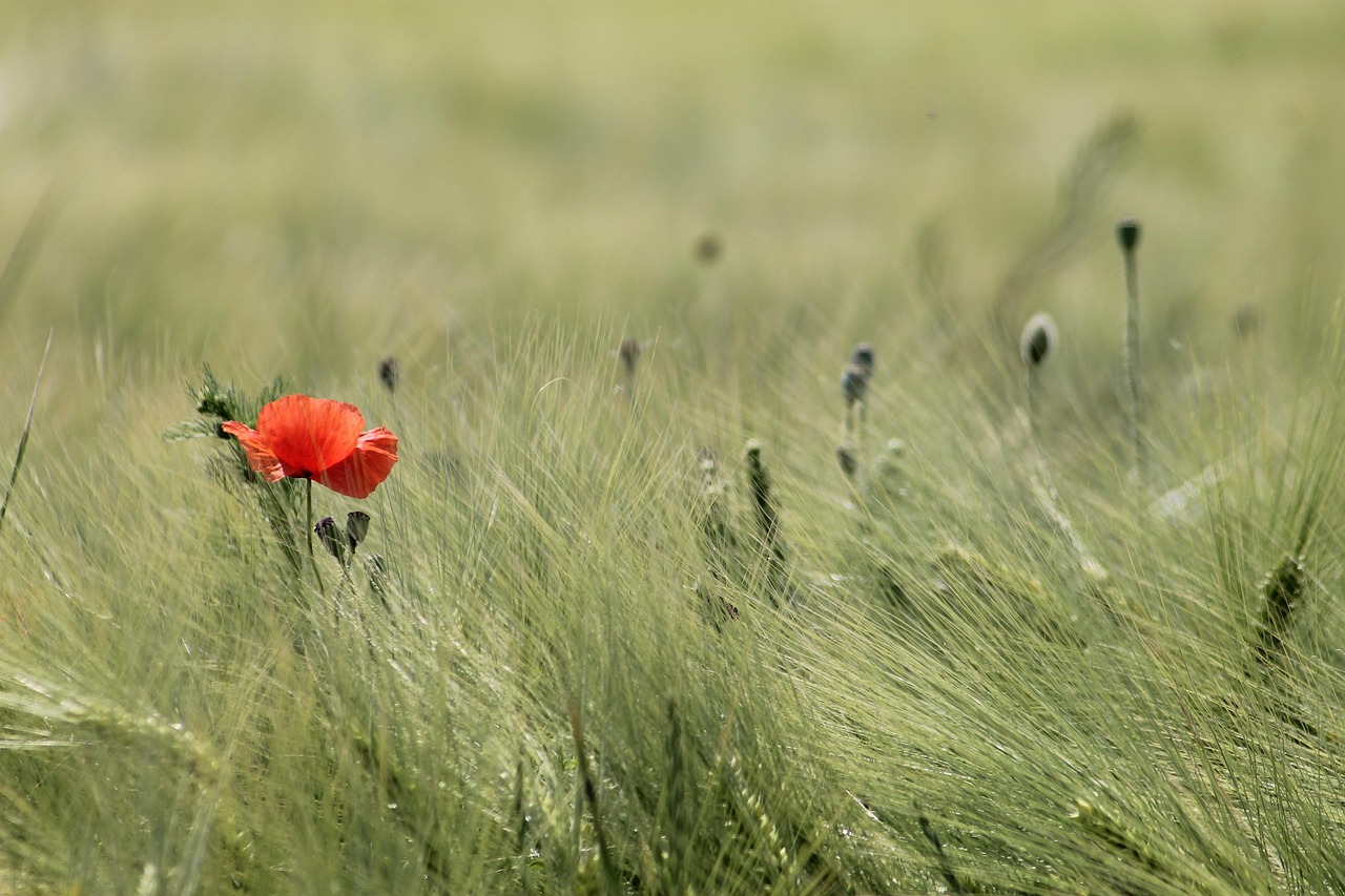 discover the principles of sustainable growth, a holistic approach to development that balances economic, environmental, and social needs. learn how businesses and communities can thrive while preserving resources for future generations.